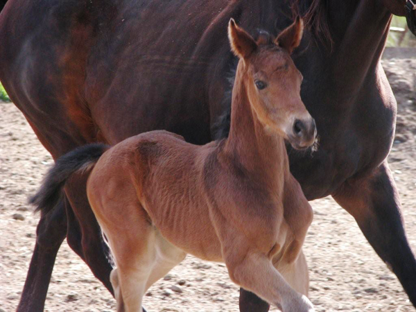 Miscommunicate 2008 Foal